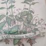 Vintage Herb Botanical pictures Image 6