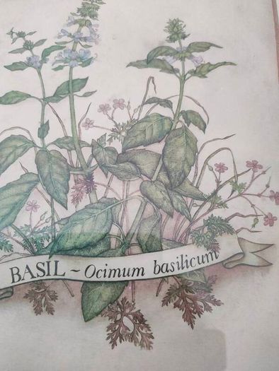 Vintage Herb Botanical pictures