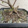 Native Irish Birch Bonsai Image 2