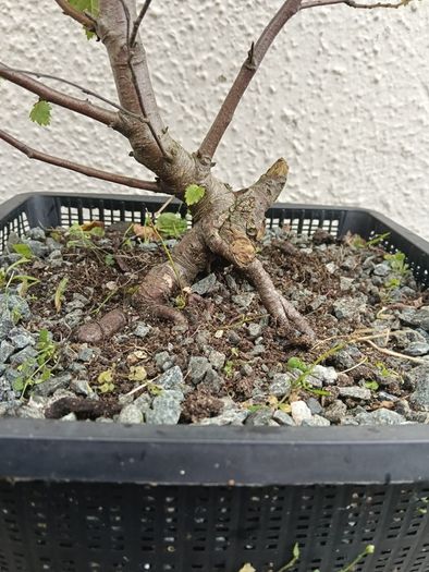 Native Irish Birch Bonsai