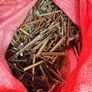 60,000 Collated Plasterboard Gun Screws Job Lot Clearance Plasterers Supplies Image 7
