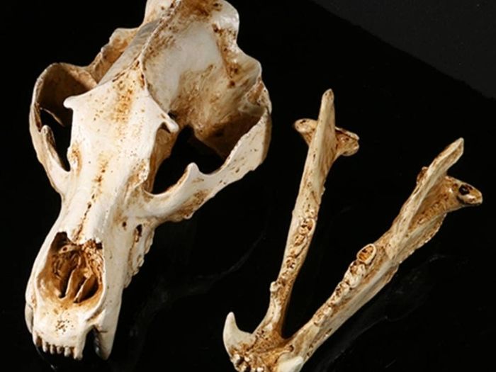 1/1 resin copy of a polar bear skull.