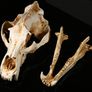 1/1 resin copy of a polar bear skull. Image 7