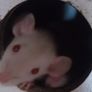 baby pet rats Image 2