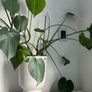 Big monstera plant Image 2