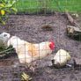 young cockerel Image 2