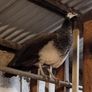 peahen Image 2