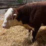 Pedigree Hereford bull Image 5