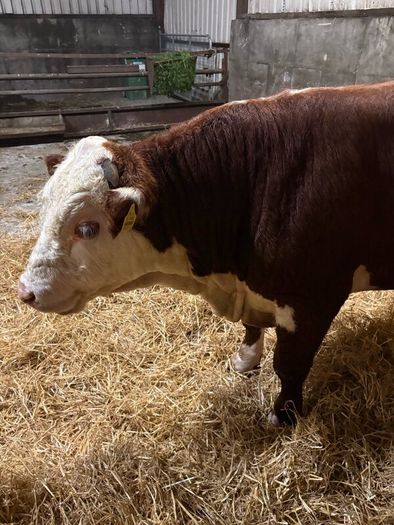 Pedigree Hereford bull