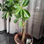 plant Image 3