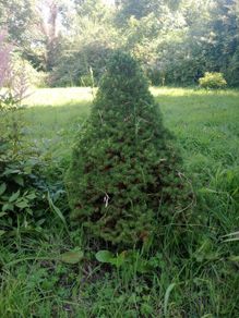 Healthy Dwarf Alberta Spruce / Conifer Tree 90cm Tall, Perfect Conical Shape