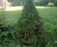 Healthy Dwarf Alberta Spruce / Conifer Tree 90cm Tall, Perfect Conical Shape