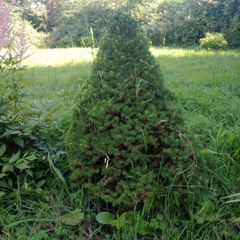 Healthy Dwarf Alberta Spruce / Conifer Tree 90cm Tall, Perfect Conical Shape