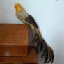 Beautiful Decorative Feather Bird Image 2