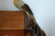 Beautiful Decorative Feather Bird