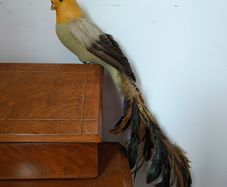 Beautiful Decorative Feather Bird
