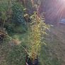Bamboo plant Image 2