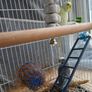 Cage Image 4