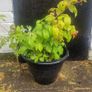 raspberries Image 3