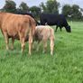 Four Genuine cows and calves Image 3
