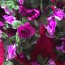 Selection 4 - 2 x Dark Purple Rose Garland - Fake Artificial Flowers approx 2.5m long each Wedding Arch Image 2
