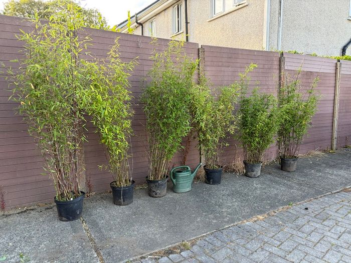 large clumping bamboos