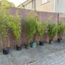large clumping bamboos Image 3