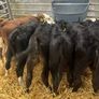 Calfs Image 4