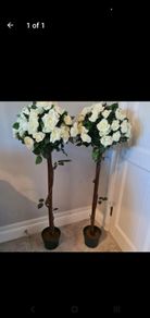 Rose Trees for Hire