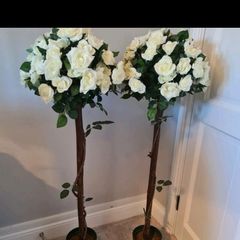 Rose Trees for Hire