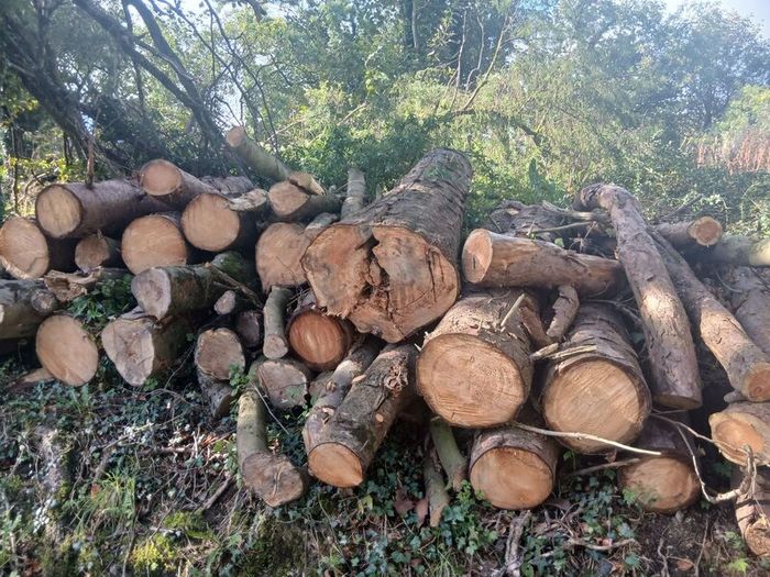 Wood