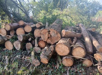 Wood