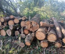 Wood