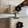 High Spec Blk Box Olympic Barbell And Collars Image 5