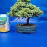 Juniper Bonsai Image 3