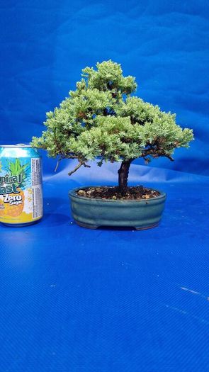Juniper Bonsai