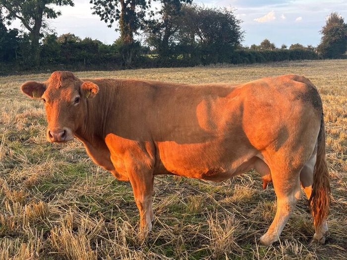 Pb Limousin cow