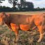 Pb Limousin cow Image 4