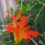 Aeschinantus. '' Lipstick plant''  ''Golden Fish'' house plant. Image 3