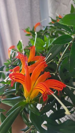 Aeschinantus. '' Lipstick plant''  ''Golden Fish'' house plant.
