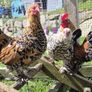 Millefluer booted bantam eggs 2.50 each Image 4