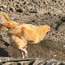 Young Roosters for sale Image 4