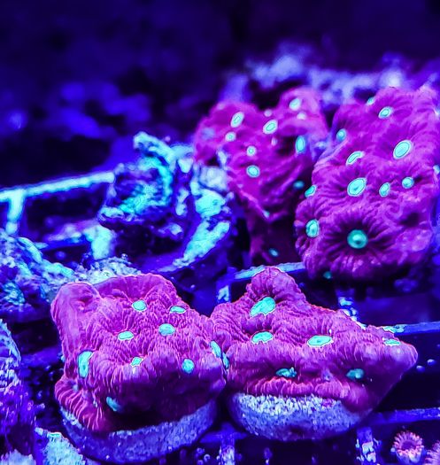 War Coral Favites Pentagone