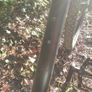 Mountain bike Carrera Image 5