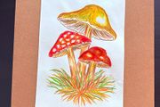 hand-drawn artwork of three mushrooms, created with watercolour pencils