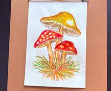 hand-drawn artwork of three mushrooms, created with watercolour pencils