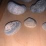 Fossil Collection : Clam fossils & Devils Toenail lot Image 2
