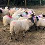 80 super cross bred ram lambs Image 5