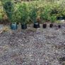 Quality Portuguese Laurel in sizes from 3 euro Image 7