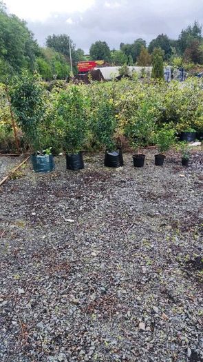 Quality Portuguese Laurel in sizes from 3 euro